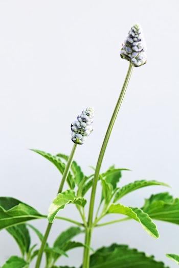 Macro Photography of White Cluster Flower