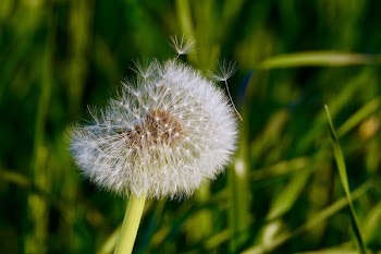 Macro Photography of White Dandelion Flower