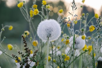 Macro Photography of White Dandelion Flower