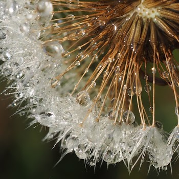 Macro Photography of White Dandelion Flower in Bloom With Water Droplets