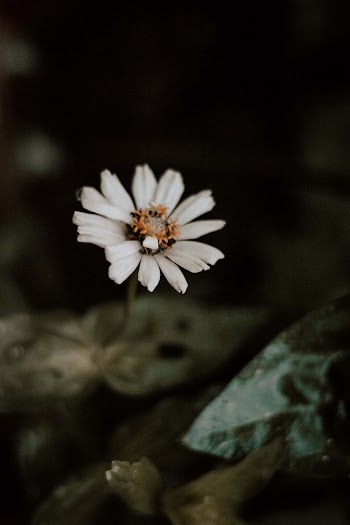 Macro Photography of White Flowers