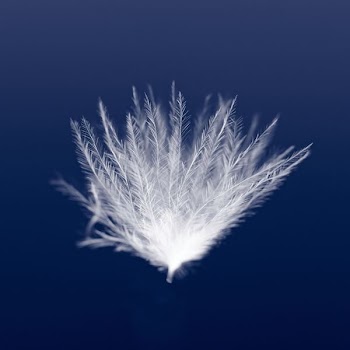 macro photography of white leaf