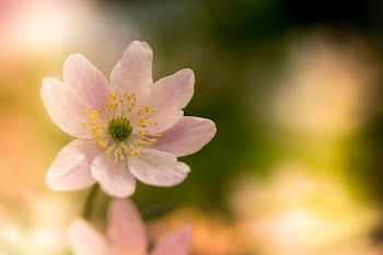 Macro Photography of White Poppy Flower