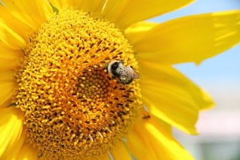 Macro Photography Of Yellow Flower