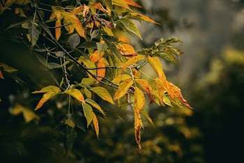 Macro Photography of Yellow Orange-leafed Plants