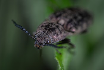 Macro Shoot Photography of Black Beetle on Green Leaf Plant