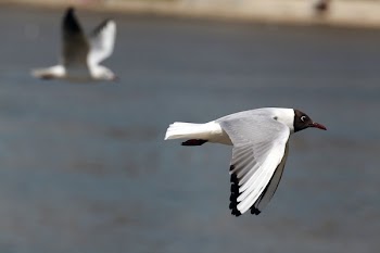 Macro Shot If White and Black Bird