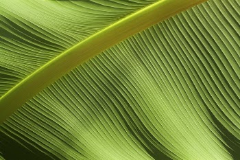 Macro shot of a leaf | Free Photo - rawpixel