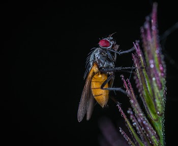Macro Shot of Bee on Flower