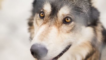 macro shot of brown and black dog staring at the person