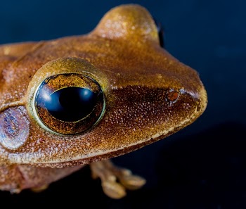 Macro Shot of Brown Frog