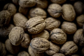 Macro Shot of Brown Nut