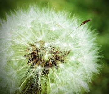 Macro Shot of Dandelion