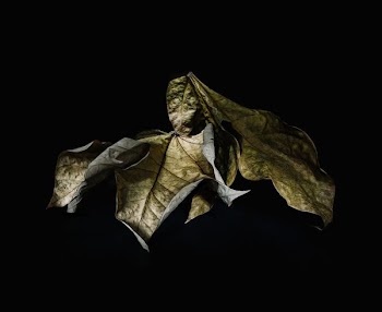 macro shot of dried leaves