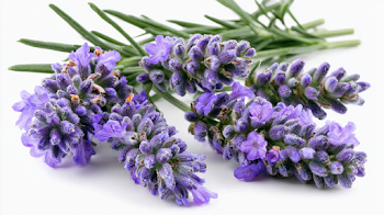 Macro Shot of Fresh Lavender Sprigs on White Background