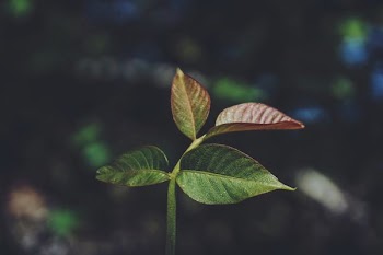 macro shot of green and maroon plant