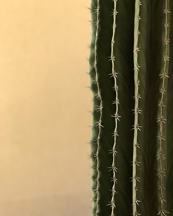 Macro Shot of Green Cactus