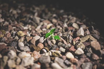Macro Shot of Green Leafed Plant