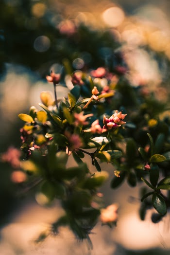 Macro shot of leaves from a tree in a Japanese Garden