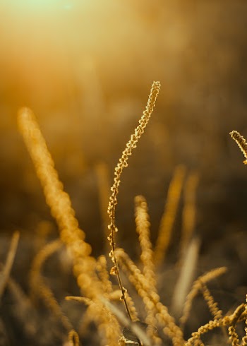 Macro Shot Of Plant