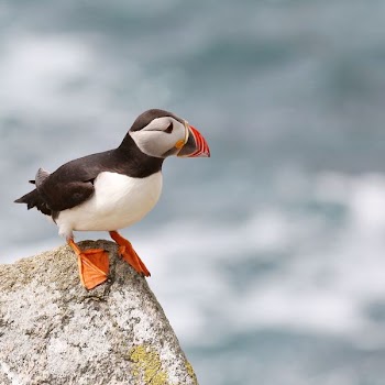 macro shot of puffin