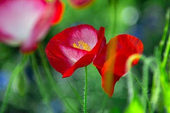 macro shot of red flower