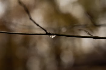 Macro Shot of Water Drop on Tree Branch