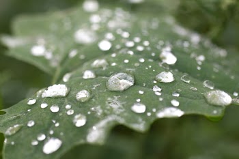 Macro Shot of Water Drops on Leaf