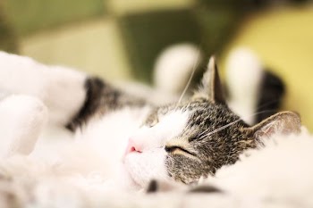 macro shot of white and black kitten
