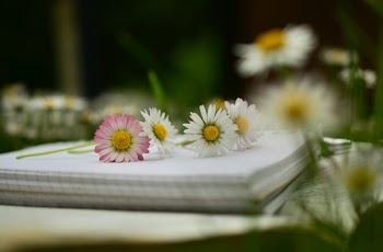 Macro Shot of White and Pink Flower