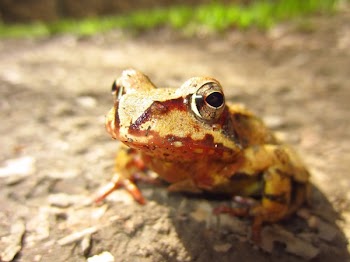 Macro Shot of Yellow and Brown Frog on Gray Asphalt Road during Daytime