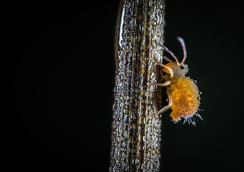 Macro Shot of Yellow Crawling Insect