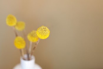 macro shot of yellow flower
