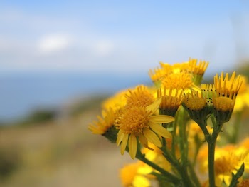 Macro Shot of Yellow Flower