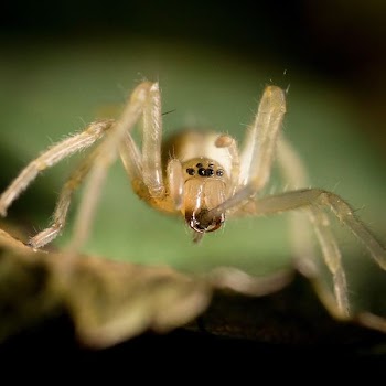 macro shot photo of beige spider