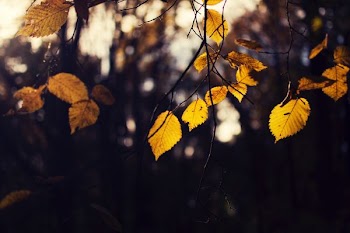macro shot photo of brown leaves on tree