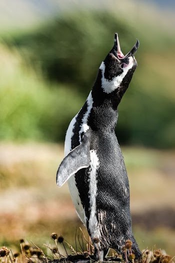 macro shot photo of penguin roaring