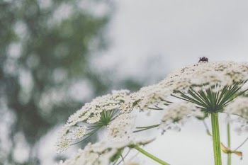 macro shot photo of white flowers