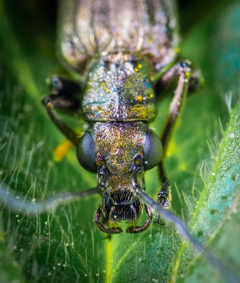 Macro Shot Photography of Brown Beetle