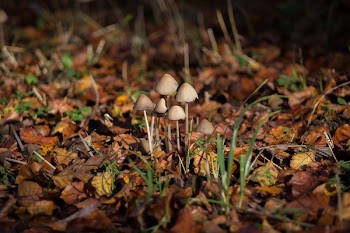 Macro Shot Photography of Brown Mushrooms