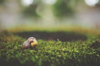 Macro Shot Photography of Brown Snail