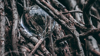 Macro Shot Photography of Bubble Between Driftwoods
