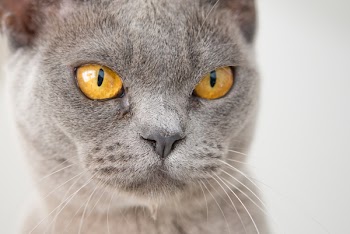 Macro Shot Photography Of Cat