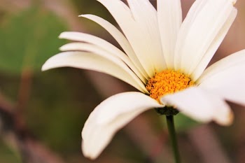 Macro Shot Photography of Daisy Flower