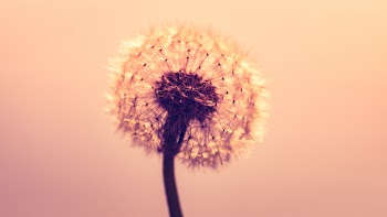 Macro Shot Photography of Dandelion