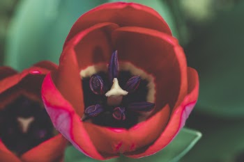 Macro Shot Photography of Red and Purple Rose