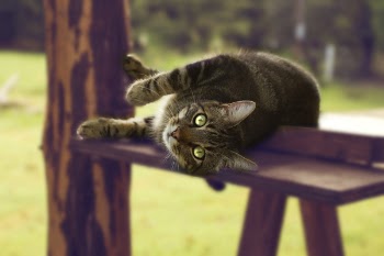Macro Shot Photography of Tabby Cat