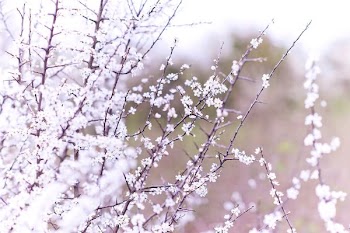 macro shot photography of white flowers