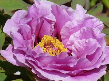 Macro Shots of Purple Flower