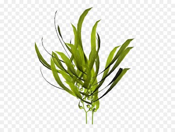 Macrocystis pyrifera Kelp Seaweed Mineral - Green hand painted seaweed 
